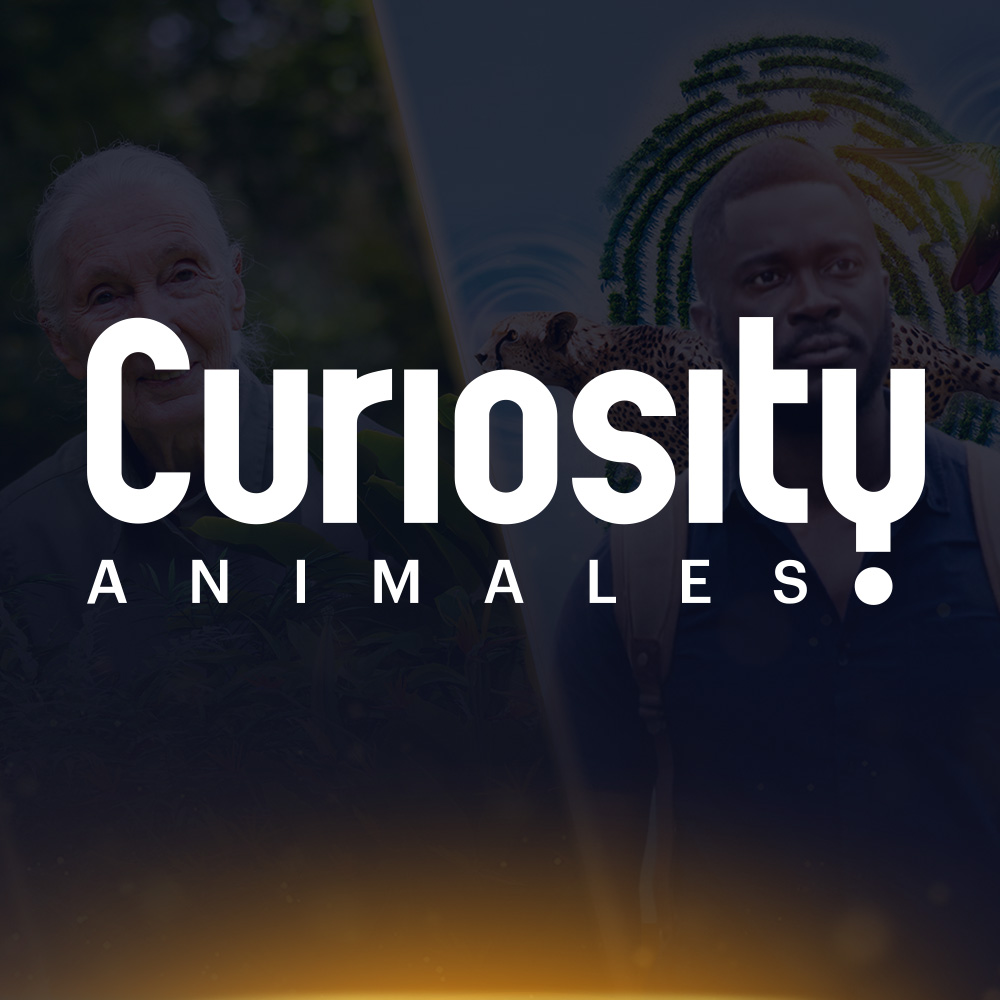 Curiosity Animales